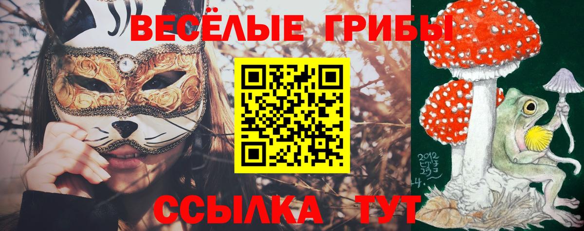 Псилоцибиновые грибы Cubensis Обь